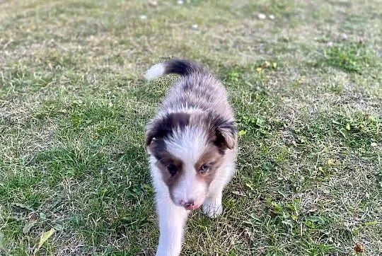 Border collie samiec piesek merle, Świętokrzyskie, Ostrowiec Świętokrzyski