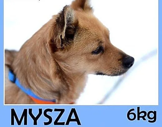 6kg,mała,łagodna,rezolutna,towarzyska suczka MYSZA