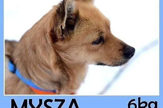 6kg,mała,łagodna,rezolutna,towarzyska suczka MYSZA