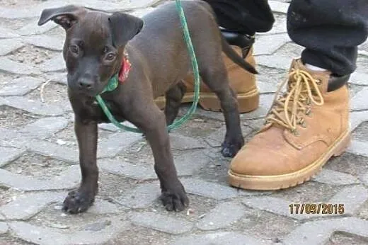 3 miesięczna Malta w typie pitbulla czeka na adopc