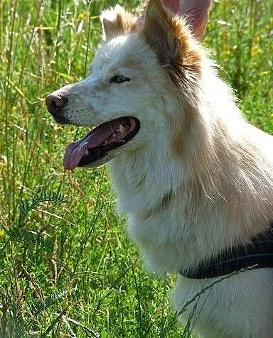 Misia husky- poznaj , pokochaj , podaruj mi dom,