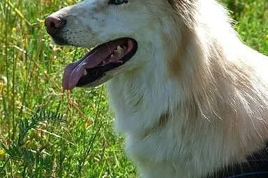 Misia husky- poznaj , pokochaj , podaruj mi dom,  