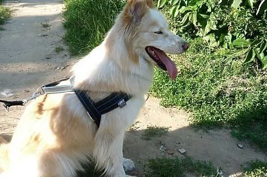 Misia husky- poznaj , pokochaj , podaruj mi dom,  