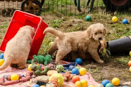 golden retrievera, Kontakt tylko przez WhatsApp +37065391730 lub e-mail Princebeasoh@gmail.com, , riga