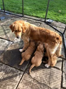 golden retrievera, Kontakt tylko przez WhatsApp +37065391730 lub e-mail Princebeasoh@gmail.com, , riga