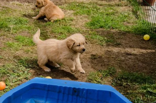 golden retrievera, Kontakt tylko przez WhatsApp +37065391730 lub e-mail Princebeasoh@gmail.com, , riga