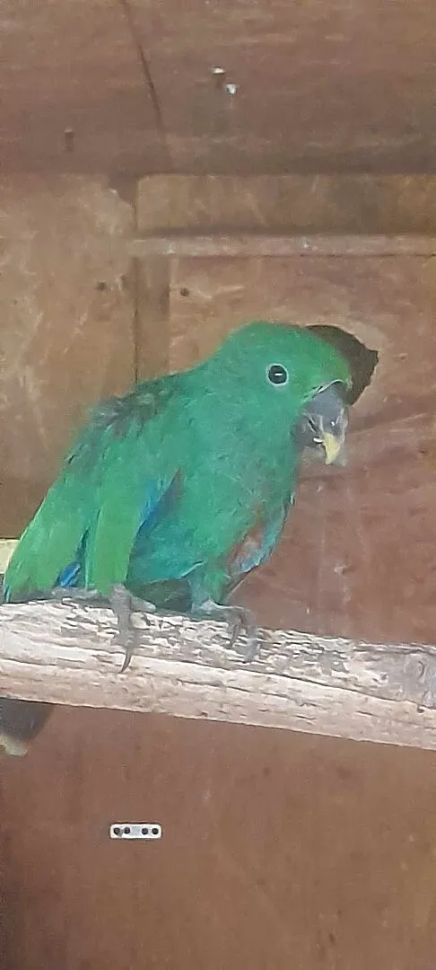 Lora Wielka Eclectus Roratus Polychloros, Małopolskie, Wieliczka