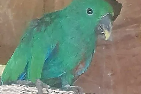Lora Wielka Eclectus Roratus Polychloros, Małopolskie, Wieliczka