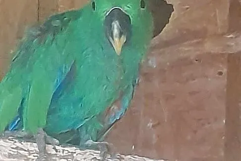 Lora Wielka Eclectus Roratus Polychloros, Małopolskie, Wieliczka