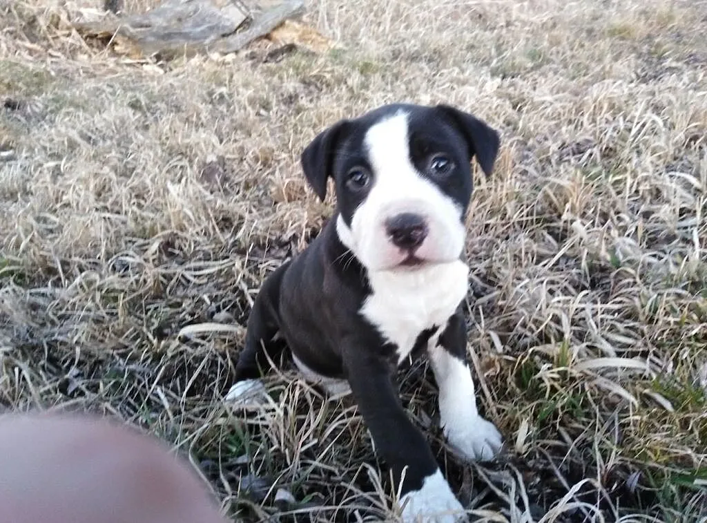 Suczki Pitbul bandog rodowód, , Chełmno