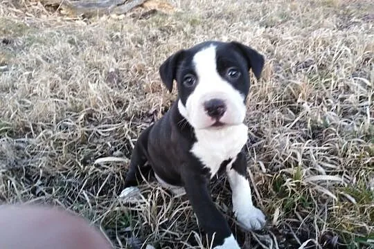 Suczki Pitbul bandog rodowód, , Chełmno