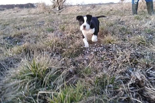 Suczki Pitbul bandog rodowód, , Chełmno