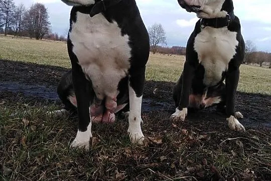 Suczki Pitbul bandog rodowód, , Chełmno