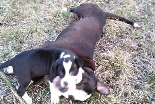 Suczki Pitbul bandog rodowód, , Chełmno