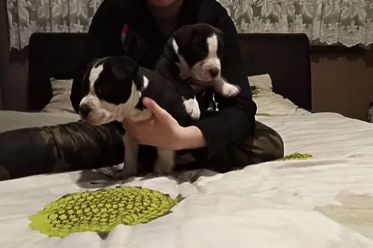 Suczki Pitbul bandog rodowód, , Chełmno