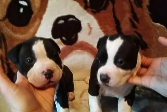 Suczki Pitbul bandog rodowód, , Chełmno