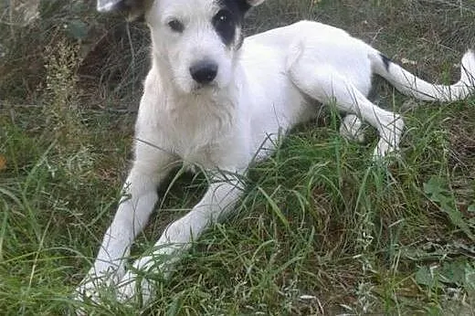 Nuki z nadzieją czeka na domek  ,  mazowieckie War
