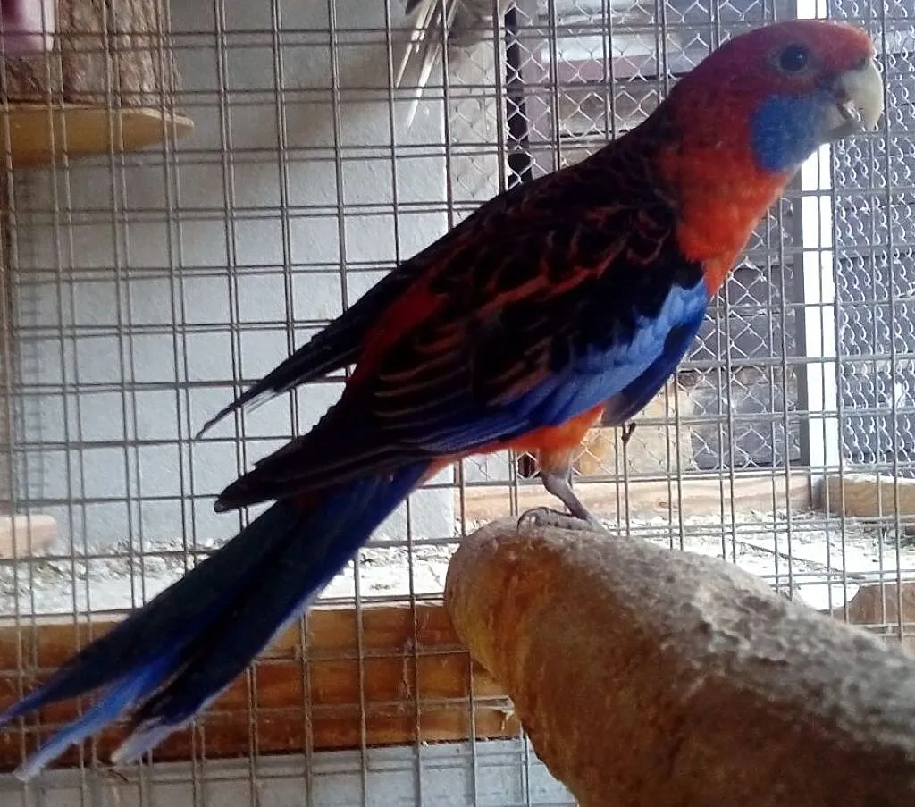 Rozella Królewska Orange - Samiec, Opolskie, Strzelce Opolskie