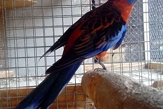 Rozella Królewska Orange - Samiec, Opolskie, Strzelce Opolskie