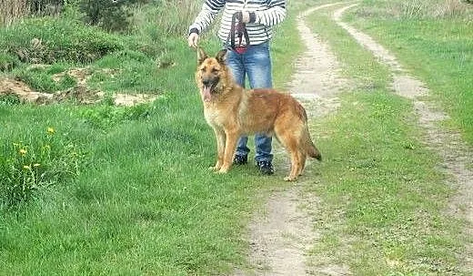 Diego - piękny,duży owczarek, Kundelki cała Polsk