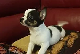 Chihuahua krótkowłosy piesek i suczka rodowód ZKwP, Warka
