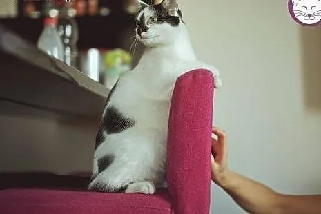 Aksamitna i słodka PSOTKA poleca się do domku!,  m