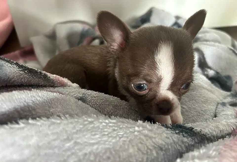 Chihuahua chłopiec lub dziewczynka mazowieckie, Mazowieckie, Warszawa