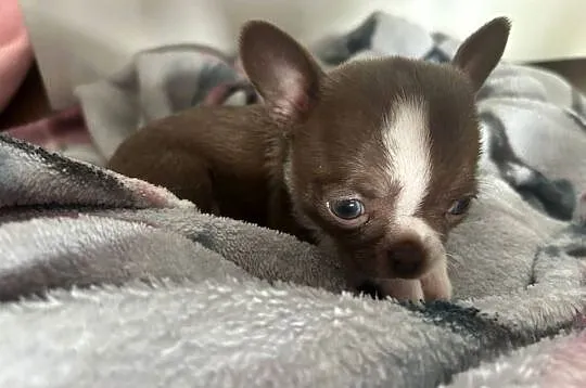 Chihuahua chłopiec lub dziewczynka mazowieckie, Mazowieckie, Warszawa
