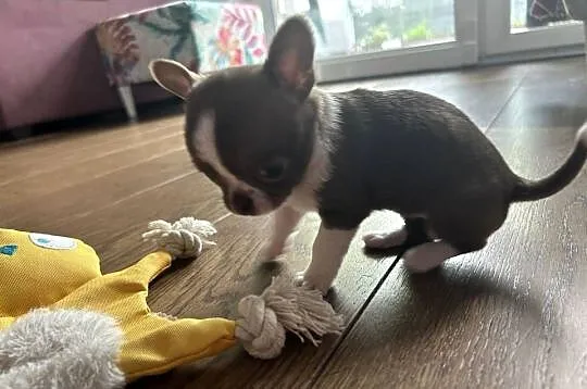 Chihuahua chłopiec lub dziewczynka mazowieckie, Mazowieckie, Warszawa