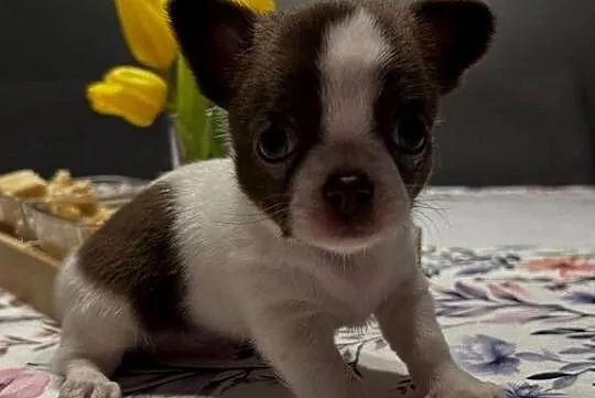 Chihuahua chłopiec lub dziewczynka mazowieckie, Mazowieckie, Warszawa