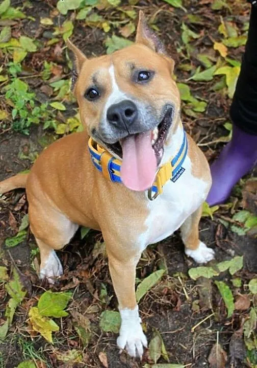 Piękny BONUS w typie amstaffa do adopcji , wielko
