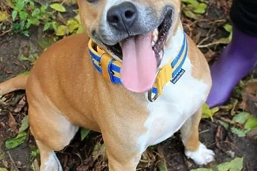 piękny BONUS w typie amstaffa do adopcji , wielkopolskie Poznań