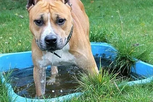 Piękny BONUS w typie amstaffa do adopcji ,  wielko
