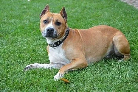 Piękny BONUS w typie amstaffa do adopcji ,  wielko