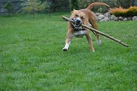 Piękny BONUS w typie amstaffa do adopcji ,  wielko