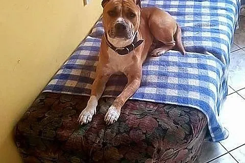 Piękny BONUS w typie amstaffa do adopcji ,  wielko