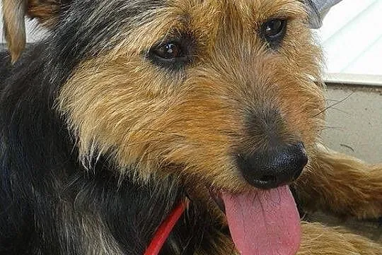 Gucio prawie york :) Pilnie szuka domu!