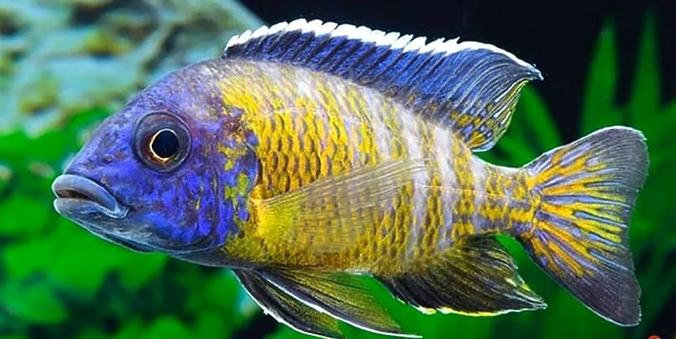 Aulonocara stuartgranti BLUE NEON UNDU REEF - WYSYŁAMY, Pomorskie, Gdańsk