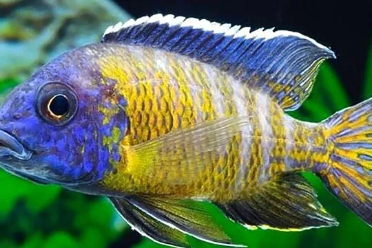 Aulonocara stuartgranti BLUE NEON UNDU REEF - WYSYŁAMY, Pomorskie, Gdańsk