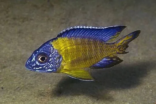 Aulonocara stuartgranti BLUE NEON UNDU REEF - WYSYŁAMY, Pomorskie, Gdańsk