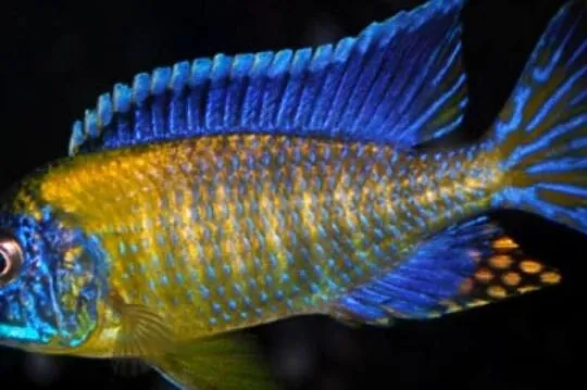 Aulonocara stuartgranti BLUE NEON UNDU REEF - WYSYŁAMY, Pomorskie, Gdańsk