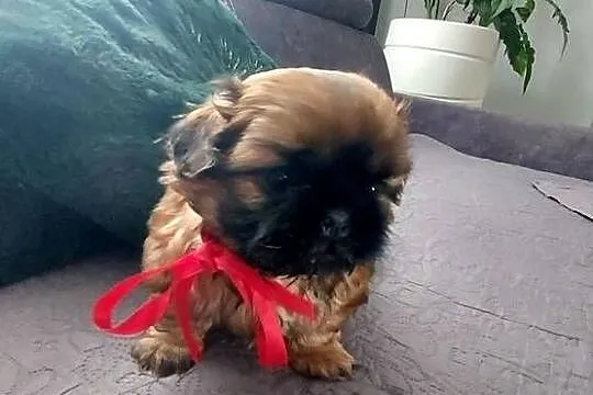 Brązowy Piesek Shih-Tzu