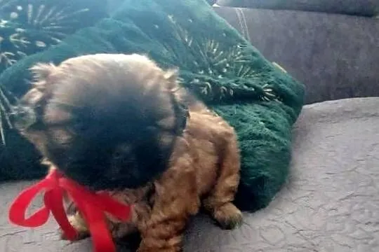 Brązowy Piesek Shih-Tzu, Mazowieckie, Radom