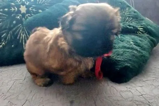 Brązowy Piesek Shih-Tzu, Mazowieckie, Radom
