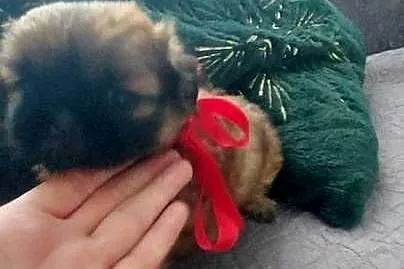 Brązowy Piesek Shih-Tzu, Mazowieckie, Radom