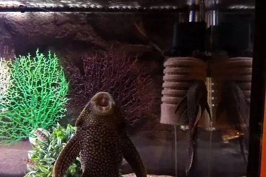 Pielegnica Pawiooka plus Zrojniki, Małopolskie, Kraków
