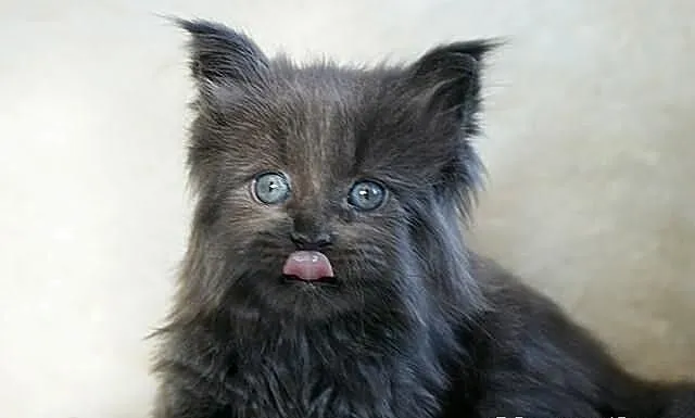 Cudowne kociaczki maine coon!