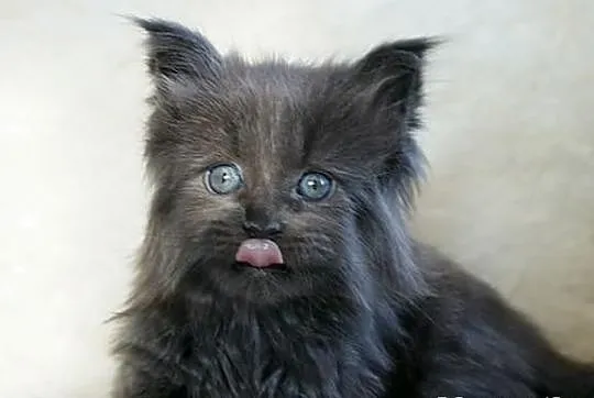 Cudowne kociaczki maine coon!