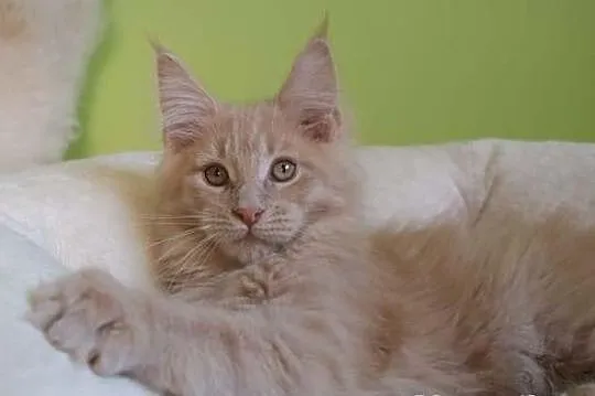 Cudowne kociaczki maine coon!