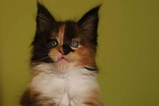 Cudowne kociaczki maine coon!